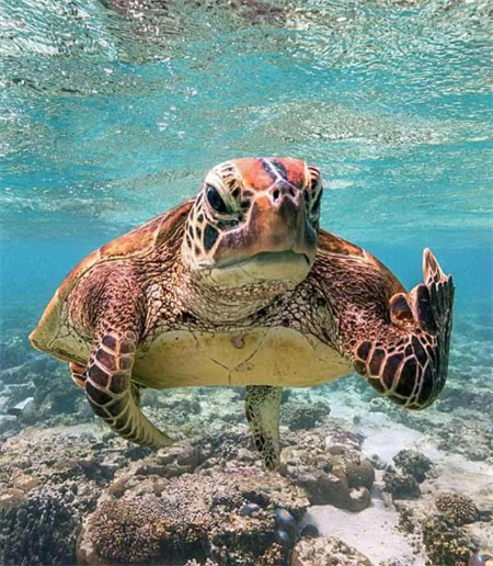 海龟汤题目大全细思极恐带答案