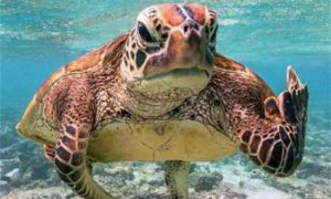 海龟汤高端100题恐怖经典带答案 海龟汤高端100题最恐怖最经典