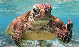 海龟汤题目大全细思极恐带答案 海龟汤题目大全及答案攻略