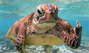 海龟汤题目大全 恐怖带答案超级难