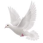 逍遥阁免费小说  V0.0.8