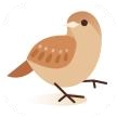 岩雀快讯软件  v1.0.1 红包版